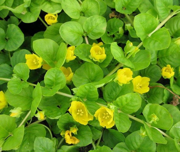 Afbeelding bij Lysimachia / Penningkruid / Wederik (soort)