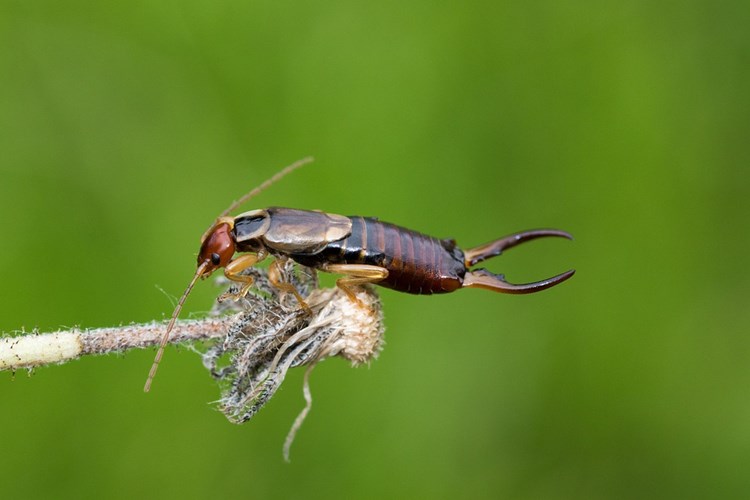 Afbeelding bij Maak kennis met de oorworm,  wist je dat oorwormen heel nuttig zijn