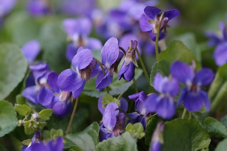 wilde vroege voorjaarsbloeier voor insecten nectar 