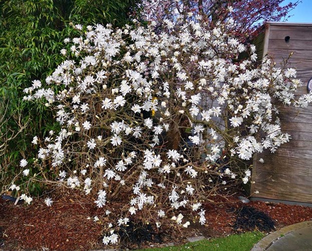 Afbeelding bij Magnolia / Beverboom (soort)