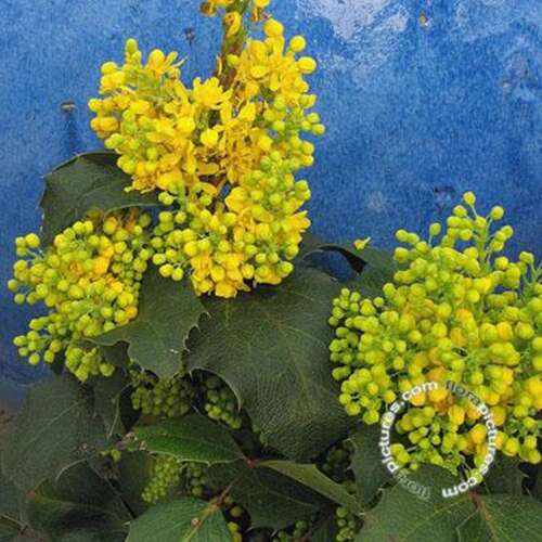 Afbeelding bij Mahonia - Mahonia aq. &#039;Apollo&#039; 