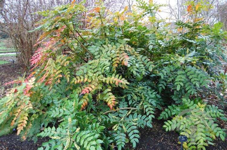 Afbeelding bij Mahonia - japonica - Mahonia
