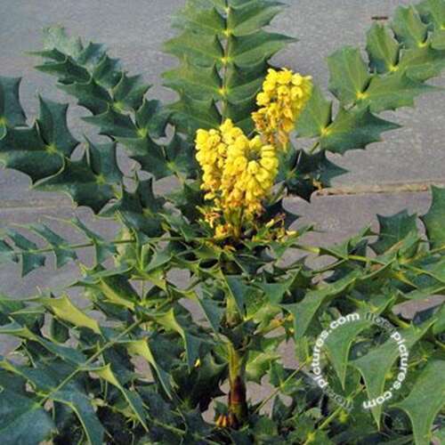 Afbeelding bij Mahonia - Mahonia media &#039;Charity&#039; 