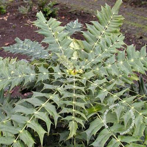 Afbeelding bij Mahonia - Mahonia media &#039;Winter Sun&#039; 