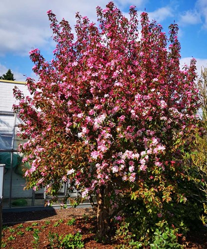 Afbeelding bij Malus Rudolph / Sierappel