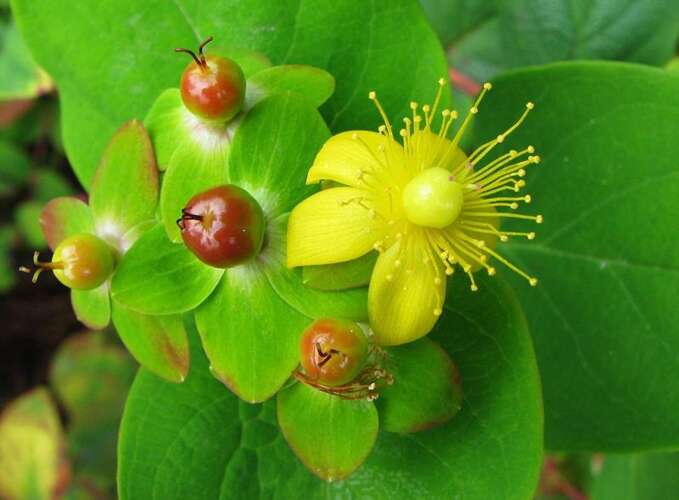Afbeelding bij Mansbloed - Hypericum androsaemum