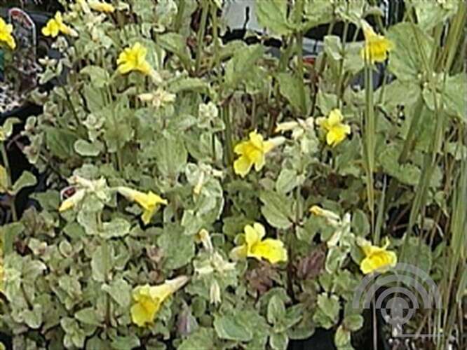 Afbeelding bij Maskerbloem - Mimulus luteus 'Variegata'