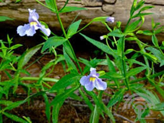 Afbeelding bij Maskerbloem - Mimulus ringens 