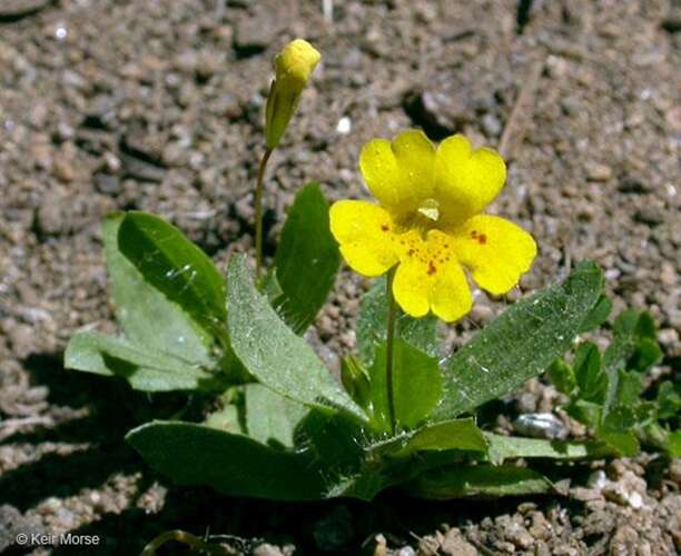 Afbeelding bij Maskerbloem - Monkeyflower - Mimulus primuloides 