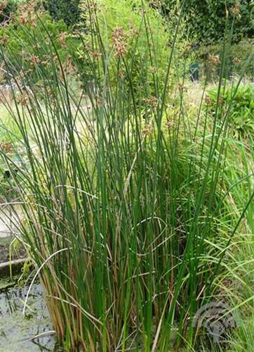 Afbeelding bij Mattenbies - Scirpus lacustris 
