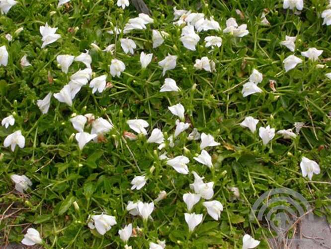 Afbeelding bij Mazus - Mazus reptans &#039;Albus&#039; 