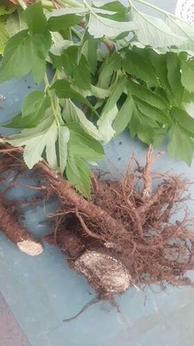 Afbeelding bij Medicinale wortels van de engelwortel 