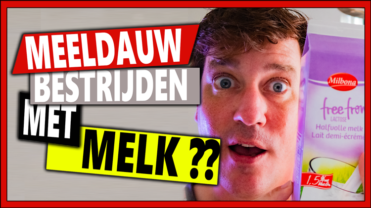 Afbeelding bij Meeldauw bestrijden met melk