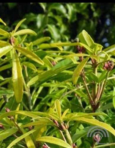 Afbeelding bij Mexicaanse Oranjebloesem - Choisya 'Aztec Gold' 