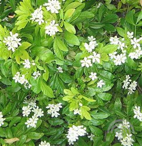 Afbeelding bij Mexicaanse Oranjebloesem - Choisya &#039;Lich&#039; 