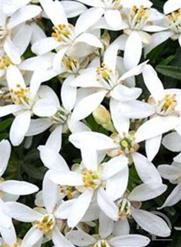 Afbeelding bij Mexicaanse Oranjebloesem - Choisya &#039;White Dazzler&#039; 