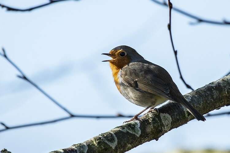 Afbeelding bij Mijn tuin is een ''plaatje''