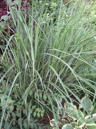 Afbeelding bij Miscanthus / Prachtriet