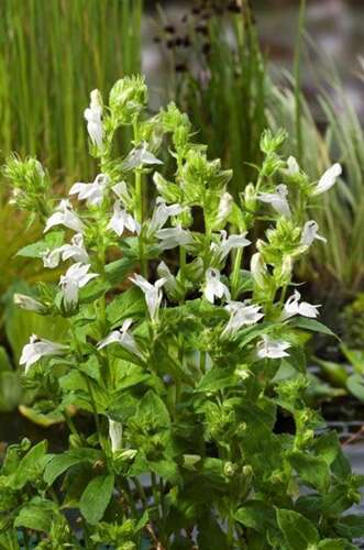 Afbeelding bij Moeras vergeet mij nietje - Myosotis palustris 'Alba'