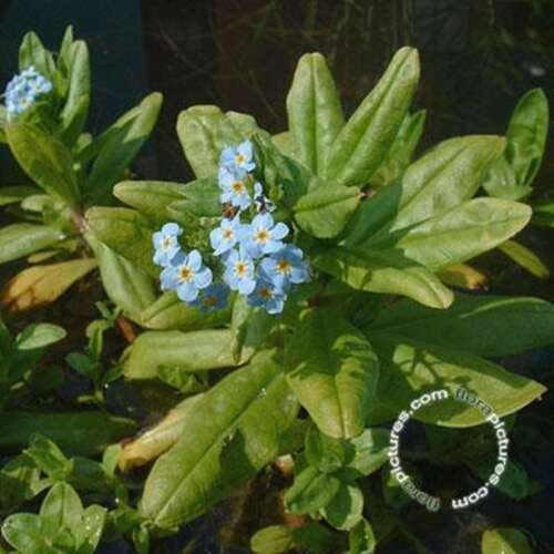 Afbeelding bij Moeras vergeet mij nietje -  Myosotis palustris 'Semperflorens' 