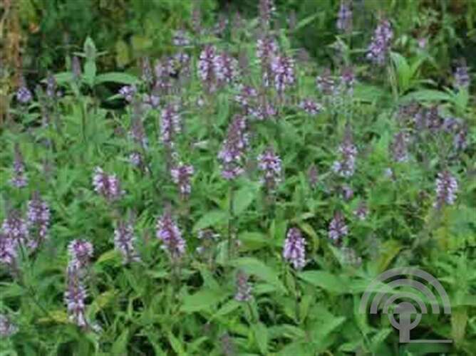 Afbeelding bij Moerasandoorn - Stachys palustris 