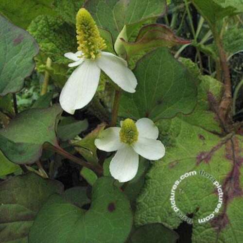 Afbeelding bij Moerasanemoon - Dolkudami - Houttuynia cordata