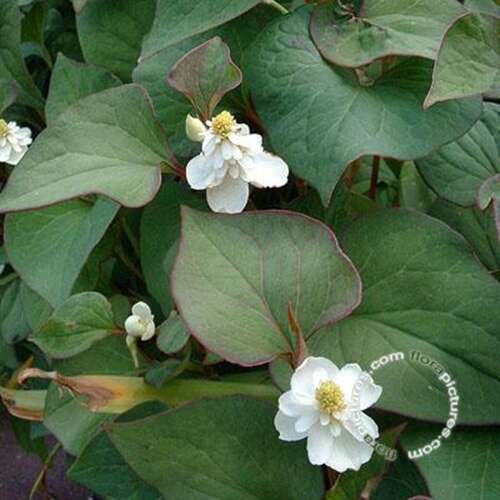 Afbeelding bij Moerasanemoon - Dolkudami - Houttuynia cordata 'Plena' 