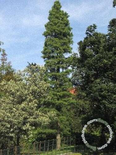 Afbeelding bij Moerascipres - Taxodium distichum &#039;Nutans&#039; 