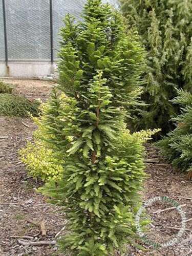 Afbeelding bij Moerascipres - Taxodium distichum &#039;Pevé Minaret&#039; 