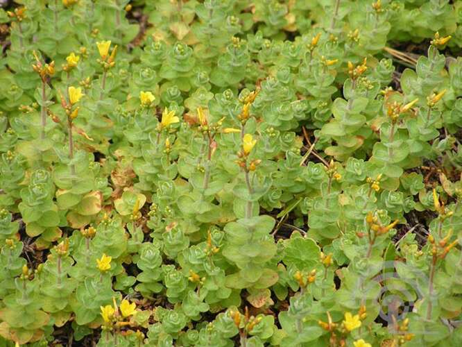 Afbeelding bij Moerashertshooi - Hypericum elodes