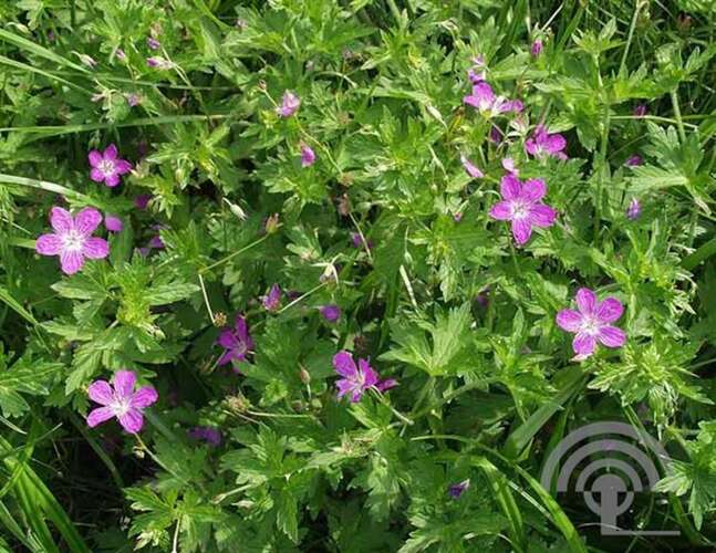 Afbeelding bij Moerasooievaarsbek - Geranium palustre