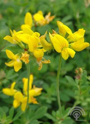 Afbeelding bij Moerasrolklaver - Lotus uliginosus