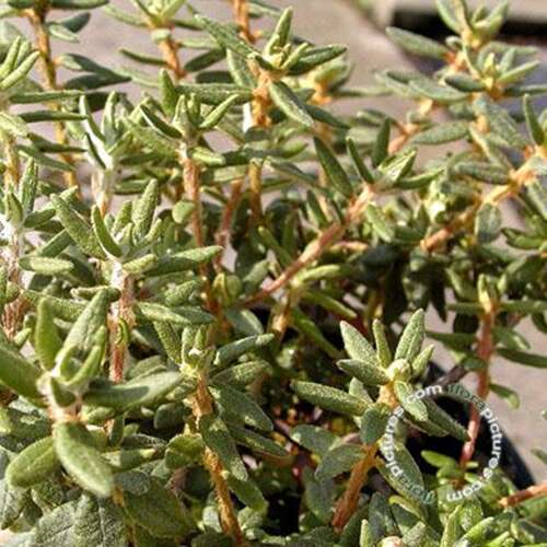 Afbeelding bij Moerasrozemarijn -Rhododendron groenlandicum 'Compactum'