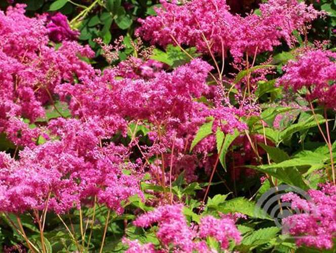 Afbeelding bij Moerasspirea -  Filipendula rubra 'Venusta' 