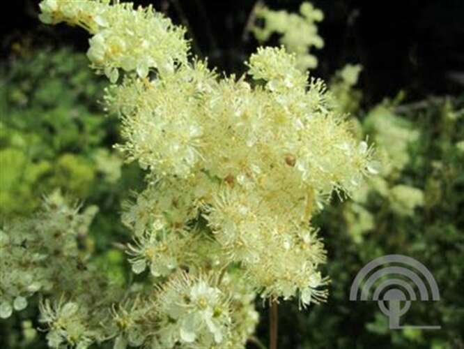 Afbeelding bij Moerasspirea - Filipendula ulmaria