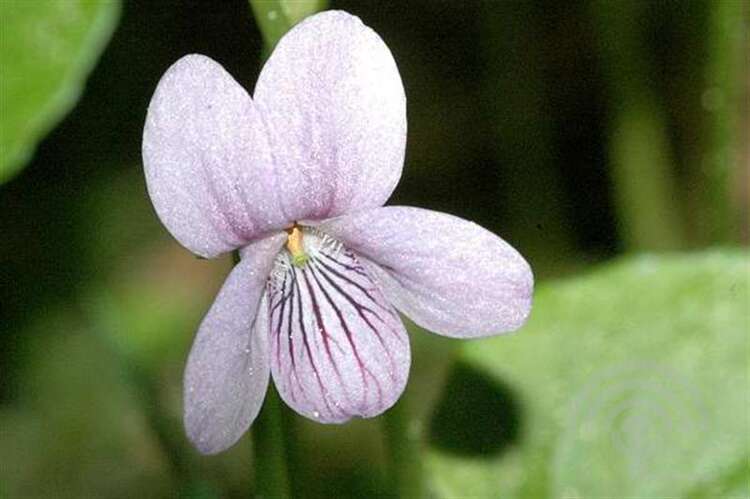 Afbeelding bij Moerasviooltje - Viola palustris