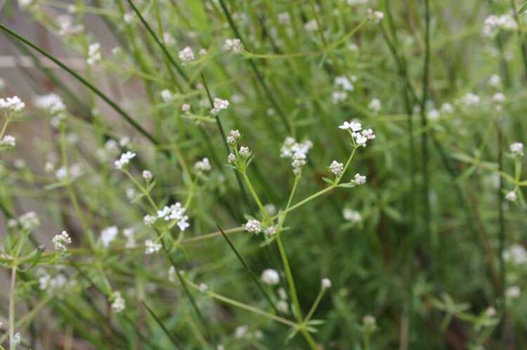 Afbeelding bij Moeraswalstro - Galium palustre