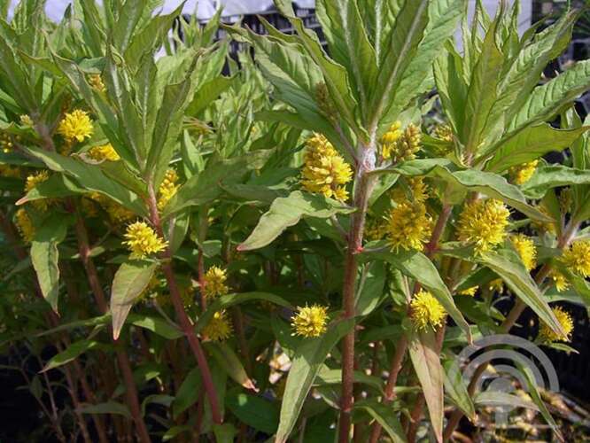 Afbeelding bij Moeraswederik - Lysimachia thyrsiflora 