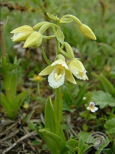 Afbeelding bij Moeraswespenorchis - Epipactis palustris