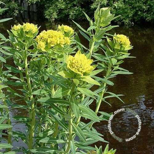 Afbeelding bij Moeraswolfsmelk - Euphorbia palustris