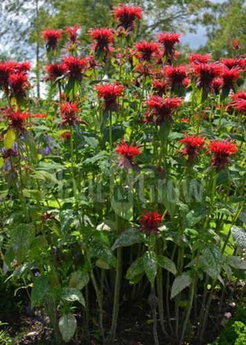 Afbeelding bij Monarda / Bergamot (soort)