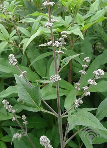 Afbeelding bij Monnikspeper - Vitex agnus-castus