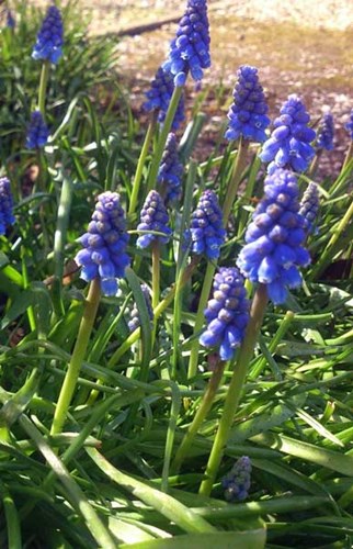 Afbeelding bij Muscaria / Druifhyacint - Blauwe druifjes