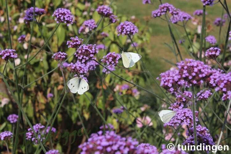 Afbeelding bij Musthave tuingereedschap