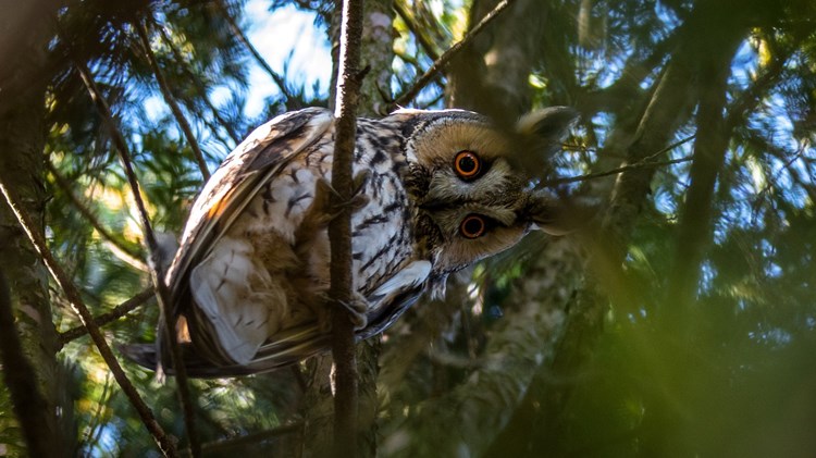 Ransuil in bomen wat zijn hotspots om ze te vinden