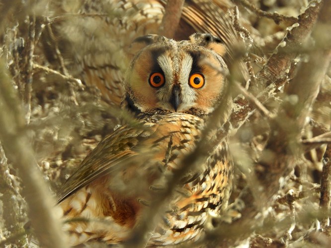 Afbeelding bij Mysterieuze vogels, met vaak priemende blikken