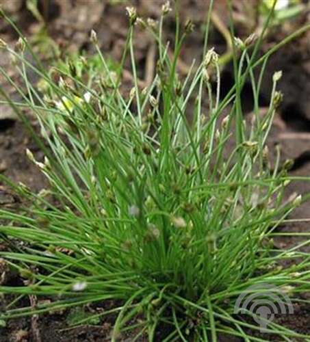 Afbeelding bij Naaldwaterbies of Naaldgras  - Eleocharis acicularis 