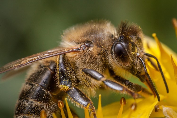 Afbeelding bij Het gaat niet goed met de wilde bijen en andere insecten
