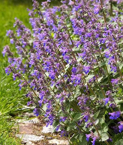 Afbeelding bij Nepeta / kattekruid (algemeen)