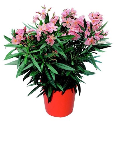 Afbeelding bij Nerium / Oleander